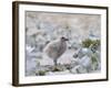 Chick of Falkland Skua.-Martin Zwick-Framed Photographic Print