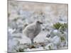 Chick of Falkland Skua.-Martin Zwick-Mounted Photographic Print