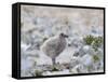 Chick of Falkland Skua.-Martin Zwick-Framed Stretched Canvas