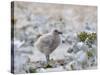 Chick of Falkland Skua.-Martin Zwick-Stretched Canvas