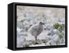 Chick of Falkland Skua.-Martin Zwick-Framed Stretched Canvas