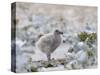 Chick of Falkland Skua.-Martin Zwick-Stretched Canvas