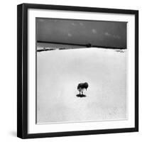 Chick on Beach Waits for Parents to Return From Their Daily Hunting, on the Great Barrier Reef-Fritz Goro-Framed Photographic Print