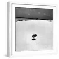 Chick on Beach Waits for Parents to Return From Their Daily Hunting, on the Great Barrier Reef-Fritz Goro-Framed Photographic Print