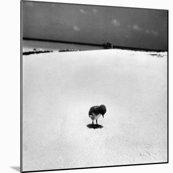 Chick on Beach Waits for Parents to Return From Their Daily Hunting, on the Great Barrier Reef-Fritz Goro-Mounted Photographic Print