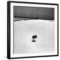 Chick on Beach Waits for Parents to Return From Their Daily Hunting, on the Great Barrier Reef-Fritz Goro-Framed Photographic Print