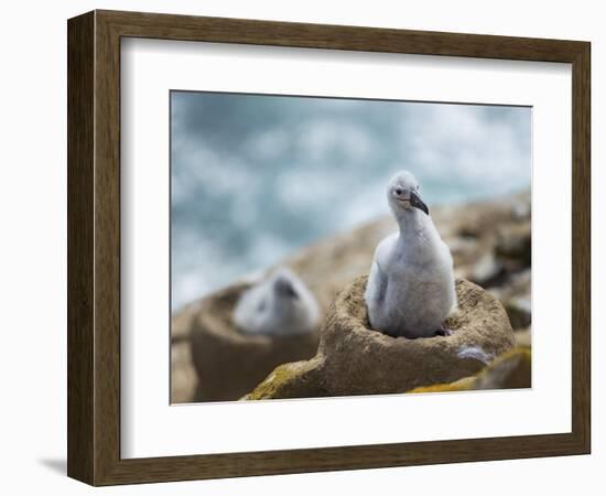 Chick on tower-shaped nest. Black-browed albatross or black-browed mollymawk, Falkland Islands.-Martin Zwick-Framed Photographic Print