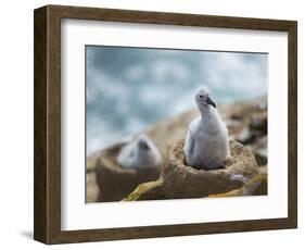 Chick on tower-shaped nest. Black-browed albatross or black-browed mollymawk, Falkland Islands.-Martin Zwick-Framed Photographic Print