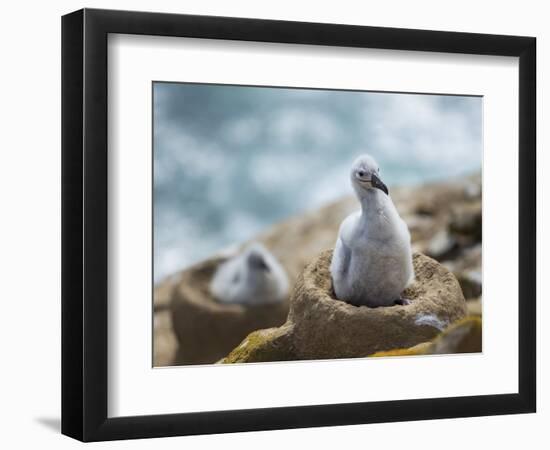 Chick on tower-shaped nest. Black-browed albatross or black-browed mollymawk, Falkland Islands.-Martin Zwick-Framed Photographic Print