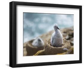 Chick on tower-shaped nest. Black-browed albatross or black-browed mollymawk, Falkland Islands.-Martin Zwick-Framed Photographic Print