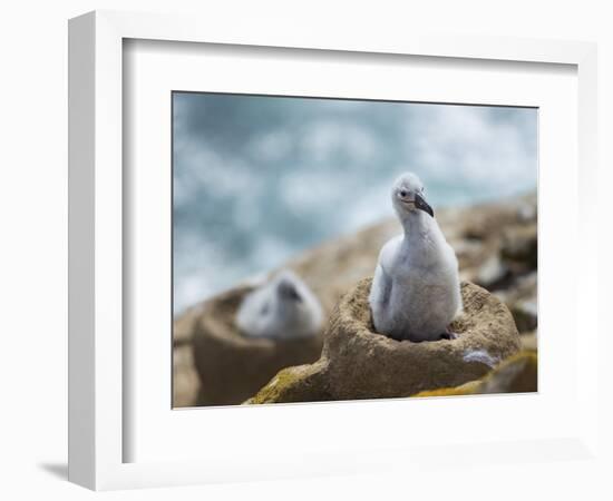 Chick on tower-shaped nest. Black-browed albatross or black-browed mollymawk, Falkland Islands.-Martin Zwick-Framed Photographic Print