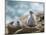 Chick on tower-shaped nest. Black-browed albatross or black-browed mollymawk, Falkland Islands.-Martin Zwick-Mounted Photographic Print