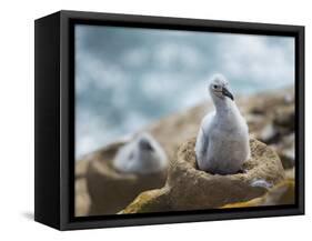 Chick on tower-shaped nest. Black-browed albatross or black-browed mollymawk, Falkland Islands.-Martin Zwick-Framed Stretched Canvas