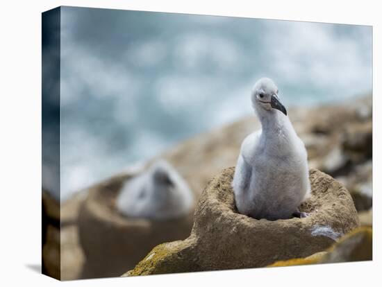 Chick on tower-shaped nest. Black-browed albatross or black-browed mollymawk, Falkland Islands.-Martin Zwick-Stretched Canvas