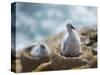 Chick on tower-shaped nest. Black-browed albatross or black-browed mollymawk, Falkland Islands.-Martin Zwick-Stretched Canvas
