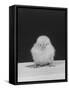 Chick Posing for the Camera-null-Framed Stretched Canvas