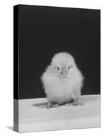 Chick Posing for the Camera-null-Stretched Canvas