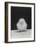 Chick Posing for the Camera-null-Framed Photographic Print