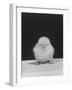 Chick Posing for the Camera-null-Framed Photographic Print