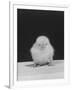 Chick Posing for the Camera-null-Framed Photographic Print