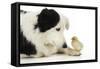 Chick Sitting on Border Collies Paw-null-Framed Stretched Canvas