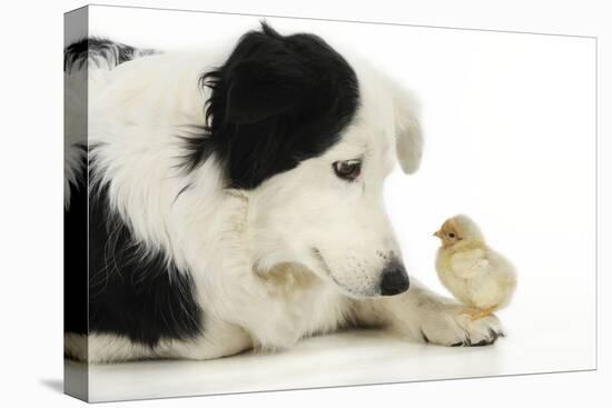 Chick Sitting on Border Collies Paw-null-Stretched Canvas
