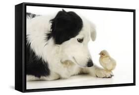 Chick Sitting on Border Collies Paw-null-Framed Stretched Canvas