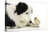 Chick Sitting on Border Collies Paw-null-Stretched Canvas