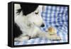 Chick Sitting on Border Collies Paw-null-Framed Stretched Canvas