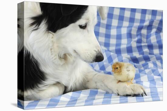 Chick Sitting on Border Collies Paw-null-Stretched Canvas