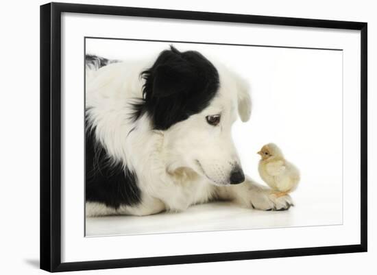 Chick Sitting on Border Collies Paw-null-Framed Photographic Print