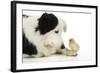 Chick Sitting on Border Collies Paw-null-Framed Photographic Print