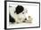 Chick Sitting on Border Collies Paw-null-Framed Photographic Print