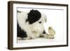 Chick Sitting on Border Collies Paw-null-Framed Photographic Print