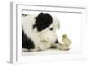 Chick Sitting on Border Collies Paw-null-Framed Photographic Print