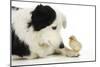 Chick Sitting on Border Collies Paw-null-Mounted Photographic Print