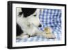 Chick Sitting on Border Collies Paw-null-Framed Photographic Print