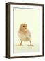 Chick Standing-null-Framed Photographic Print
