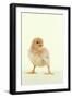 Chick Standing-null-Framed Photographic Print