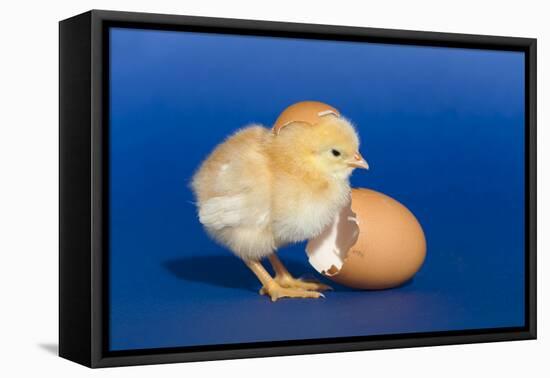 Chick with an Egg Shell-null-Framed Stretched Canvas