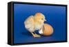 Chick with an Egg Shell-null-Framed Stretched Canvas