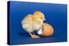 Chick with an Egg Shell-null-Stretched Canvas