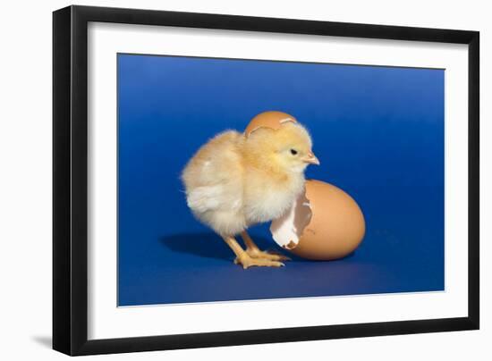 Chick with an Egg Shell-null-Framed Photographic Print