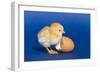 Chick with an Egg Shell-null-Framed Photographic Print