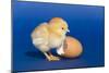 Chick with an Egg Shell-null-Mounted Photographic Print