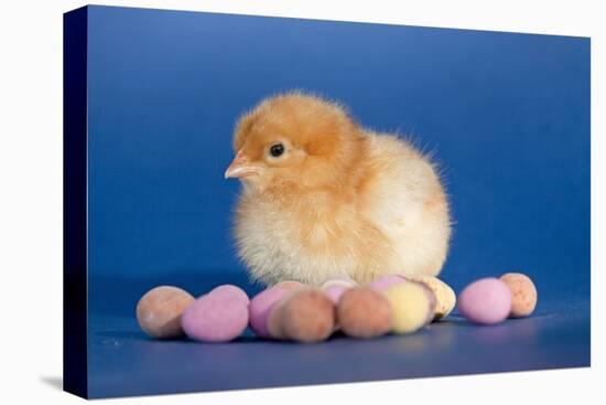 Chick with Chocolate Eggs-null-Stretched Canvas