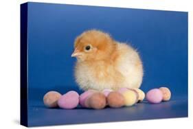 Chick with Chocolate Eggs-null-Stretched Canvas