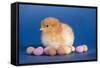 Chick with Chocolate Eggs-null-Framed Stretched Canvas