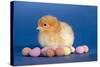 Chick with Chocolate Eggs-null-Stretched Canvas