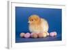 Chick with Chocolate Eggs-null-Framed Photographic Print